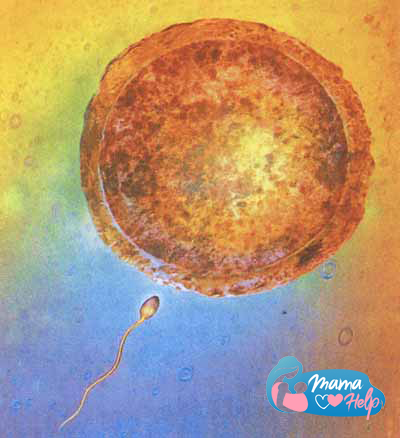 Зачатие. Яйцеклетка вышла из яичника и ожидает в фаллопиевых трубах; сперматозоид направляется к ее поверхности.