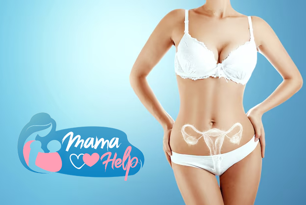 женская матка, строение матки, факты о матке