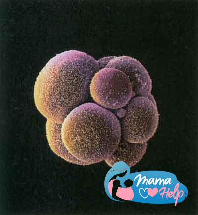 Когда сперматозоид и яйцеклетка встречаются, формируется отдельная клетка -зигота. Через некоторое время она делится на две равных части, каждая из которых, в свою очередь, еще на две, и так далее (митоз). Шар, образованный клетками, проходит через фаллопиевы трубы, чтобы закрепиться в матке.