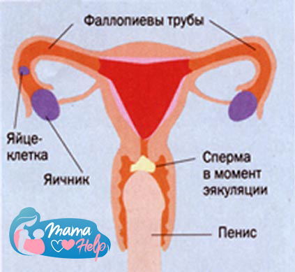 Зачатие наиболее вероятно после овуляции. Во время полового контакта сперма выбрасывается из пениса во влагалище женщины.м