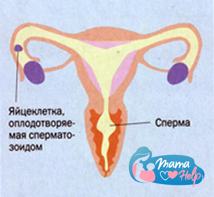 Сперматозоиды начинают проникать через шейку в матку, а оттуда в фаллопиевы трубы. Слизистая оболочка шейки матки во время овуляции становится тоньше, что позволяет им легче продвигаться.
