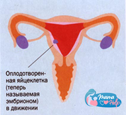 В течение недели, следующей за оплодотворением, зигота движется по фаллопиевым трубам к матке. Зародыш по пути растет и к концу недели прикрепляется к стенке матки.