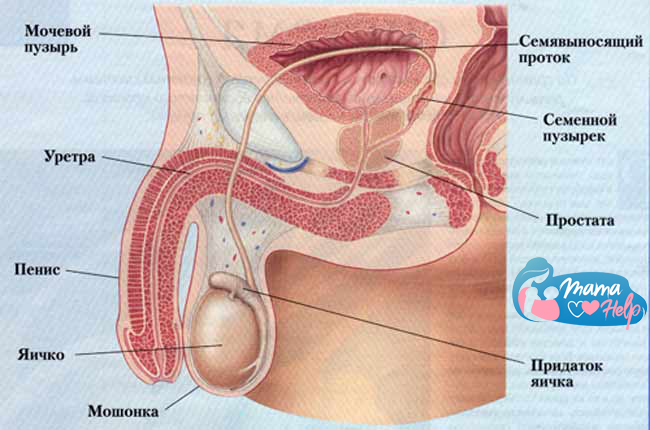 МУЖСКАЯ ПОЛОВАЯ СИСТЕМА, СТРОЕНИЕ