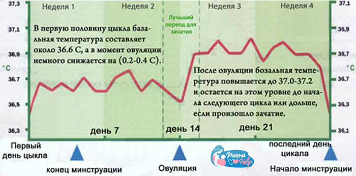 МЕНСТРУАЛЬНЫЙ ЦИКЛ, овуляция