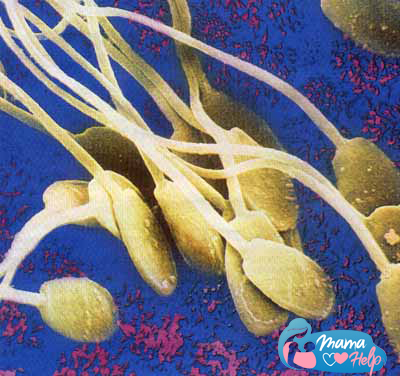 Сперма под микроскопом
Сперматозоид достигает около 0,05 мм в длину. У него есть овальная головка, в которой находятся хромосомы, и длинный жгутик, с помощью которого он продвигается к яйцеклетке.