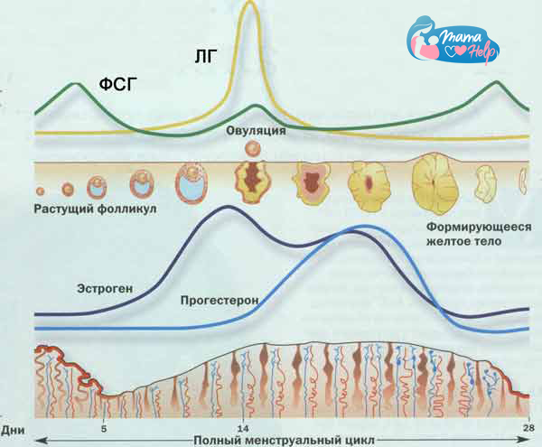 ГРАФИК МЕНСТРУАЛЬНОГО ЦИКЛА