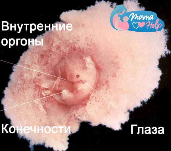 развитие плода на 8 неделе