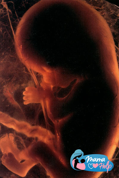 внутриутробное развитие